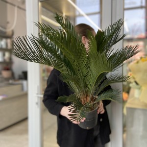 Цикас (Cycas revoluta)