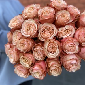 Роза чайно-гибридная Кахала (Kahala)