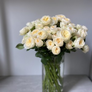 Ветвистая Роза «Роял Парк»