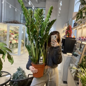 Замиокулькас 100см