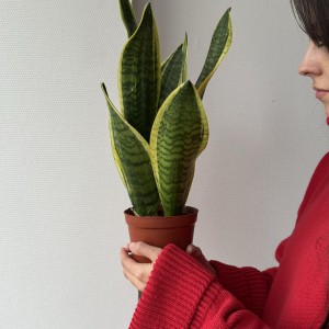 Сансевиерия 