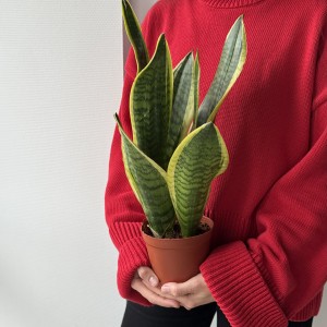 Сансевиерия 