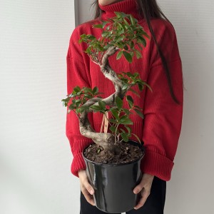 Фикус Гинсенг в кашпо Акция