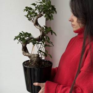 Фикус Гинсенг в кашпо Акция