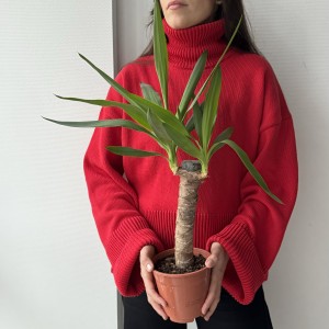 Юкка 50см