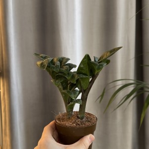 Замиокулькас Зензи Мини