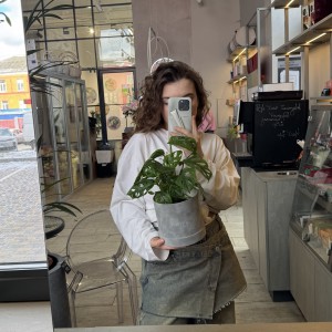  Монстера "Monkey Leaf"