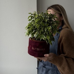   Фикус Кинки 