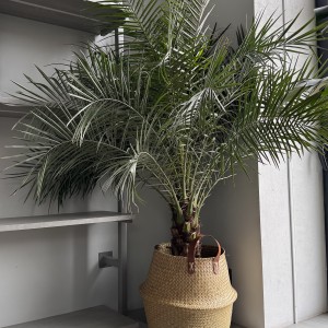 Феникс (Финиковая Пальма)