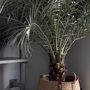 Феникс (Финиковая Пальма)