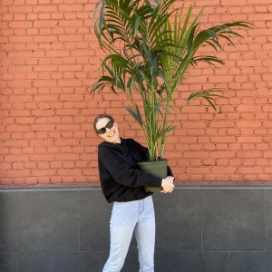 Пальма Ховея