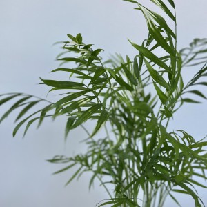 Хамедорея Chamaedorea