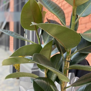 Фикус Эластика(Ficus Elastica)