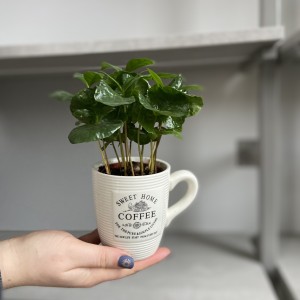  Кофе в кашпо Mini