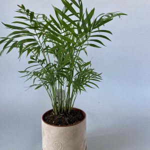 Хамедорея Chamaedorea