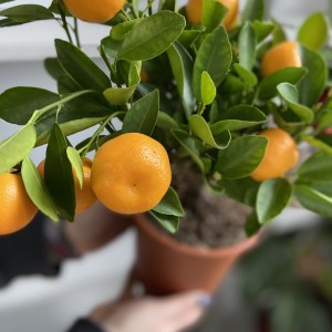 Клементин/Мандарин комнатный 