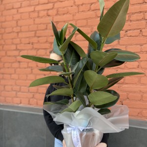 Фикус Эластика(Ficus Elastica)