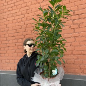 Фикус Мокламе (Ficus Moclame)
