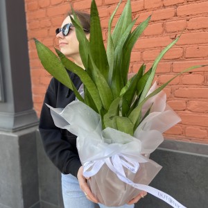Сансевиерия