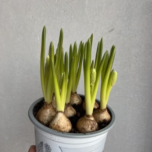 Мускари Белые