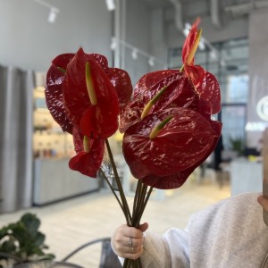 Антуриум в вазу 