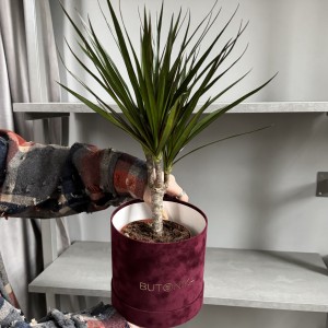 Драцена Маргинанта 50см