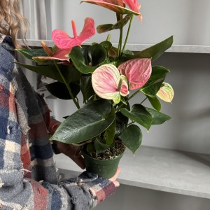 Антуриум Розовый 50см