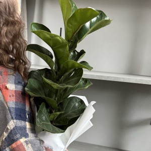 Фикус Лирата Бамбино