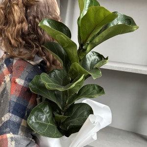 Фикус Лирата Бамбино