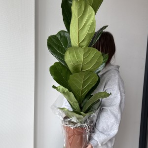   Фикус Лирата