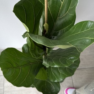   Фикус Лирата