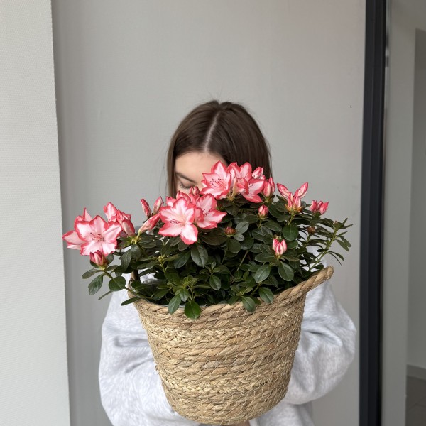 Рододендрон розовый в соломенной корзине Рододендрон розовый в соломенной корзине