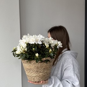   Рододендрон белый в cоломенной корзинке