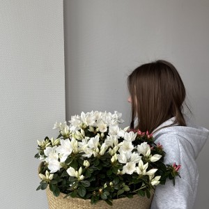   Рододендрон белый в cоломенной корзинке