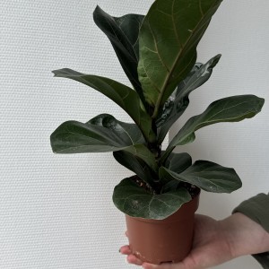   Фикус Лирата мини 30см