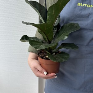   Фикус Лирата мини 30см