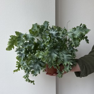   Флебодиум Давана (Phlebodium Davana)