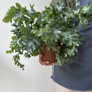   Флебодиум Давана (Phlebodium Davana)