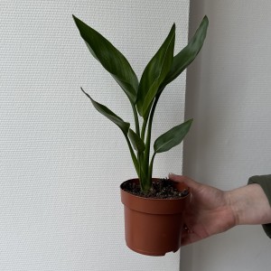 Стрелиция Мини 25см