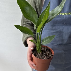 Стрелиция Мини 25см