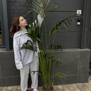 Ховея XL 170см