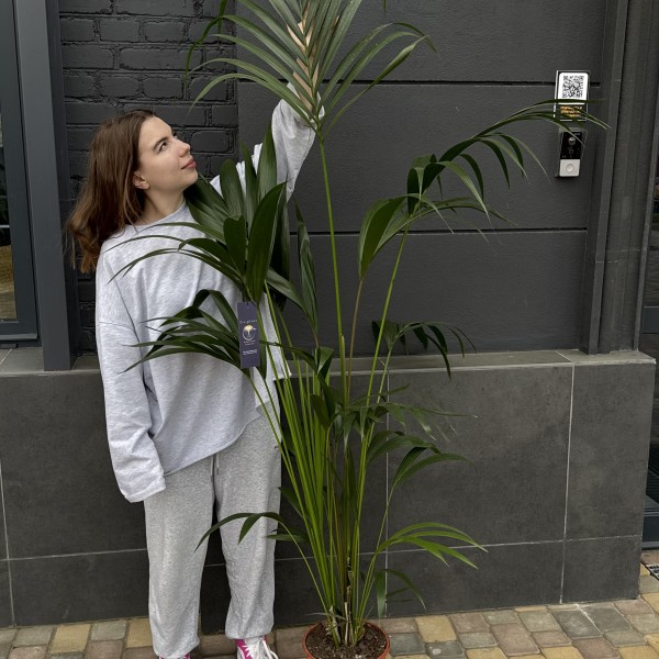 Ховея XL 170см Ховея XL 170см