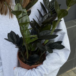 Замиокулькас Ровен