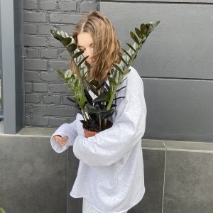 Замиокулькас Ровен