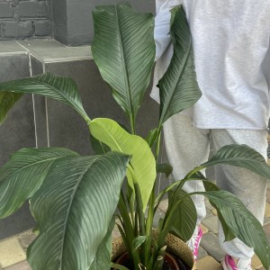    Спатифиллум 150см