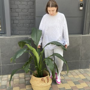    Спатифиллум 150см