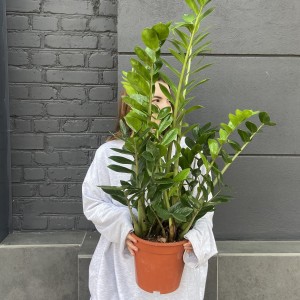 Замиокулькас 80см