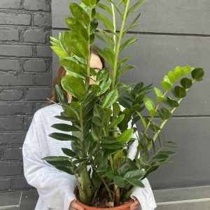      Замиокулькас 80см