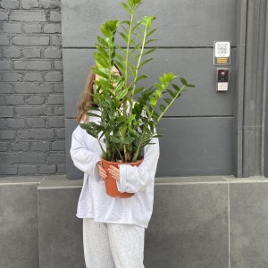      Замиокулькас 80см