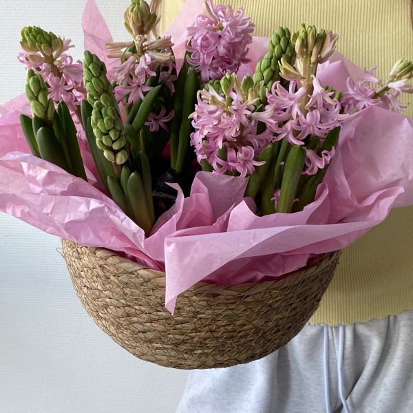           Гиацинты в соломенной корзине (4 вазона)